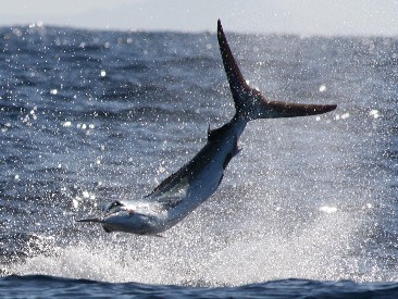 Striped marlin in Cabo